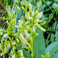 OCR（光學字符識讀）掃描設備解決方案