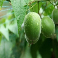 iData J16 Smart無線二維工業掃碼槍藍牙